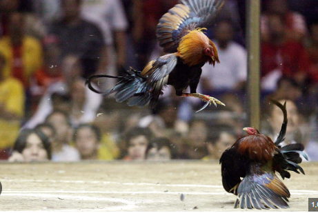 Winning Big with Sabong PH: A Complete Guide to Online Cockfighting Success